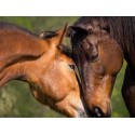 €29 Equine Psychology Diploma Course