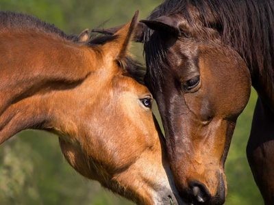 €29 Equine Psychology Diploma Course