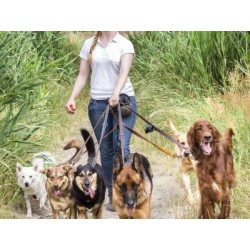 €29 Canine Business Diploma Course