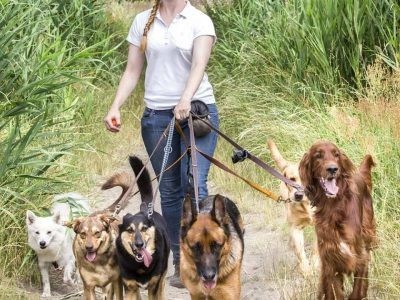 €29 Canine Business Diploma Course