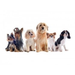 €29 Dog Grooming Diploma Course
