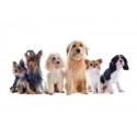 €29 Dog Grooming Diploma Course