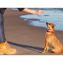 €29 Puppy Training Diploma Course