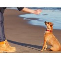 €29 Puppy Training Diploma Course