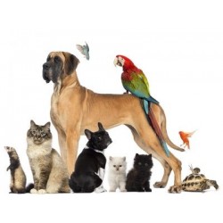 €29 Pet Care Business Diploma Course