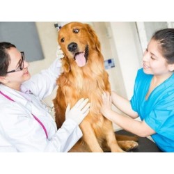€29 Veterinary Assistant Diploma Course