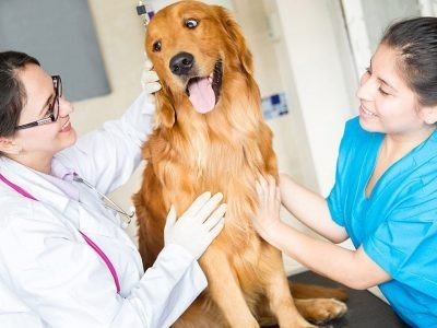 €29 Veterinary Assistant Diploma Course
