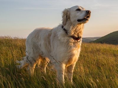 €29 Canine Holistic Health & Therapy Diploma Course