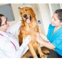 €29 Veterinary Assistant Diploma Course Online