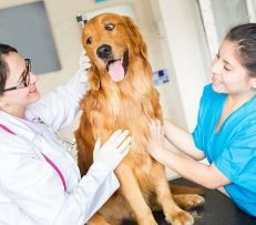€29 Veterinary Assistant Diploma Course Online