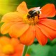 €29 Natural Beekeeping Diploma Course Online