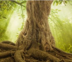 €29 The Secret Life of Trees Diploma Course Online