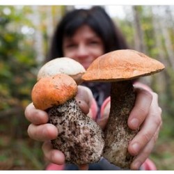 €29 Foraging Diploma Course Online