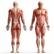 $/€/£9 Anatomy and Physiology Diploma Course