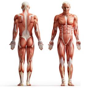 $/€/£9 Anatomy and Physiology Diploma Course
