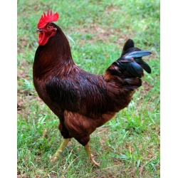 16 euro Buy Rhode Island Red Chicken. Hens for sale near me