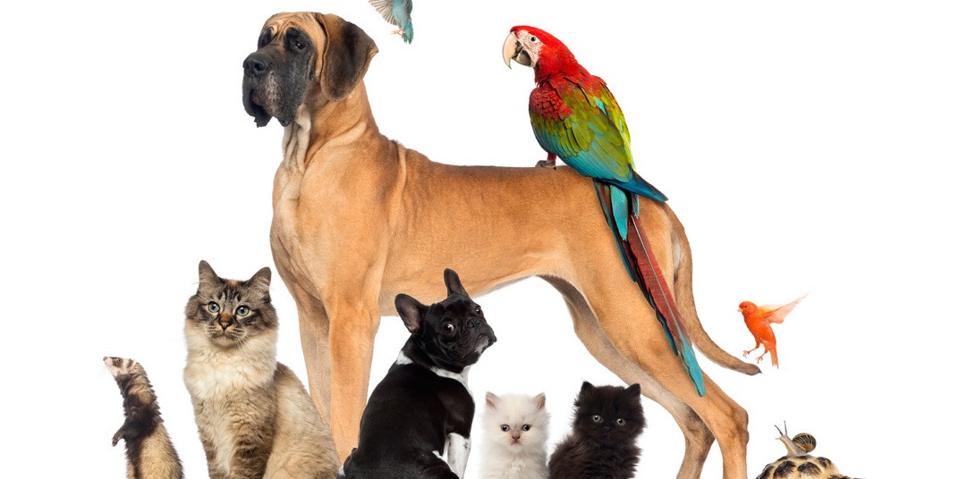 €19 Animal Care Online Course International Open Academy